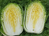 배추
