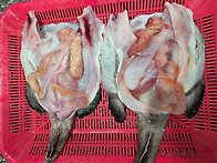 ★당일경매 생물아귀 이벤..