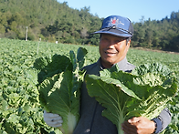 속노란 베타(항암) 절임배..