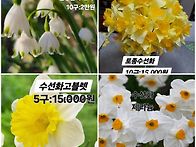 여러 꽃 모종 분양합니다.