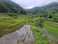 답,과수원 팝니다