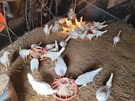 산란계 닭 분양