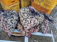 종강(종자생강)심고 남은 ..