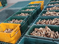 제 농산물 구매 감사세일 ..