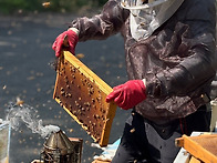 쌀랑한 날씨 찐한 꿀한푼이..
