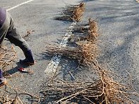 가시 엄나무 참두릅 판매 ..