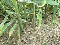 생강 판매 합니다