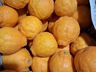 [준이네귤농장] 한라봉 초..