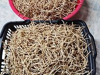 어성초 뿌리 수확