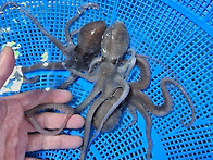 ★무안활뻘낙지특가이벤트..