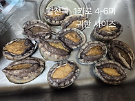 완도 활전복