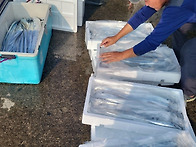 제주낚시은갈치