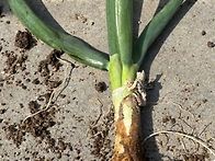 요술대파 삼동대파 판매합..