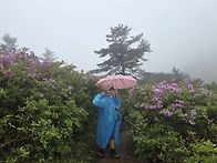 일림 철쭉산행