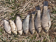 3월의 붕어를 찾아..