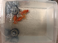 먹이 급여, 부분 ..