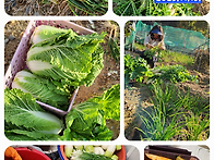 한갖지게 11월에 김장하고..