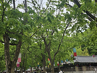 한국민속촌 다녀왔어요_