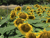 경주 바실라,,카페 ,,,