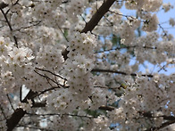 단지네,,,,벚꽃임다