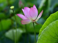 연꽃