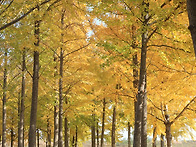 고령다산,,,은행나무숲,,..