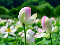 연꽃의 일생