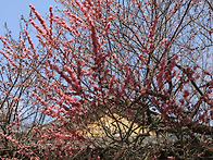 양산 ,,,통도사 ****