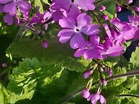 산자고, 앵초, 깽깽이풀