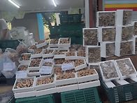 산막이옛길,