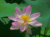 관곡지 연꽃