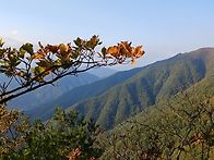 웅석봉 큰등날봉