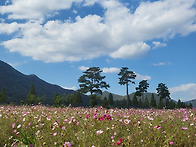 양산 황산공원 코스모스와..