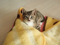 2개월 고양이 입양하실 분