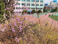 교정에도 찾아오는 봄