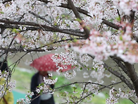 #잠실점집#꽃비