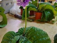 스트렙토카르푸스꽃 포세이..