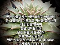 토요묵상 一 믿는자들에게 따르는 표적
