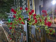 5월의 장미