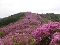 봉화산 철쭉(남원) 산행 ..