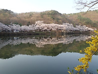 마이산 벚꽃(진안) 산행 ..