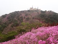 고려산 진달래(강화) 산행..