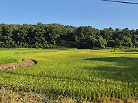 올벼 심은 황새배미