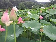 주돈이의 애蓮설