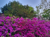 봄 독려 / 황장진