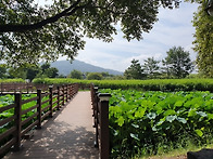 탑정저수지 수변산책
