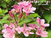 &#65308;병꽃&#65310;-조선금대..