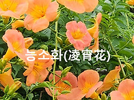 &#65308;능소화 -凌宵花..