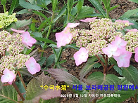&#65308;수국꽃&#65310;-영적인..