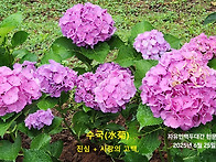 &#65308;수국-水菊&#65310;- ..